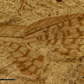 Permoshurabia argentina Lara & Aristov, 2017 Holotype IANIGLA-PI N° 1029