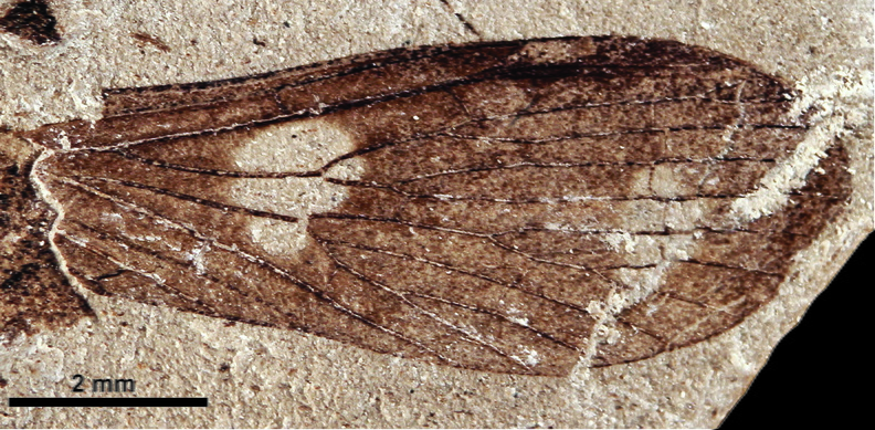 Duraznochorista zavattierii (forewing) Lara &amp; Bashkuev, 2020 Scale 2 mm IANIGLA-PI 1062 (part)