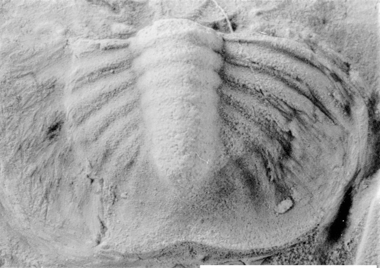 Blainia gregaria (Walcott, 1916)