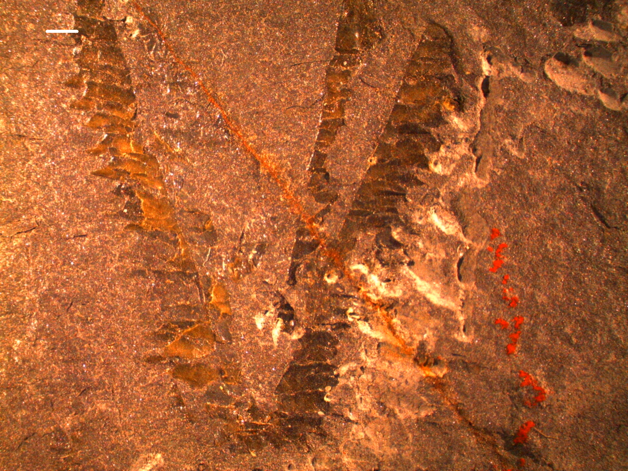 Tetragraptus phyllograptoides Strandmark, 1902