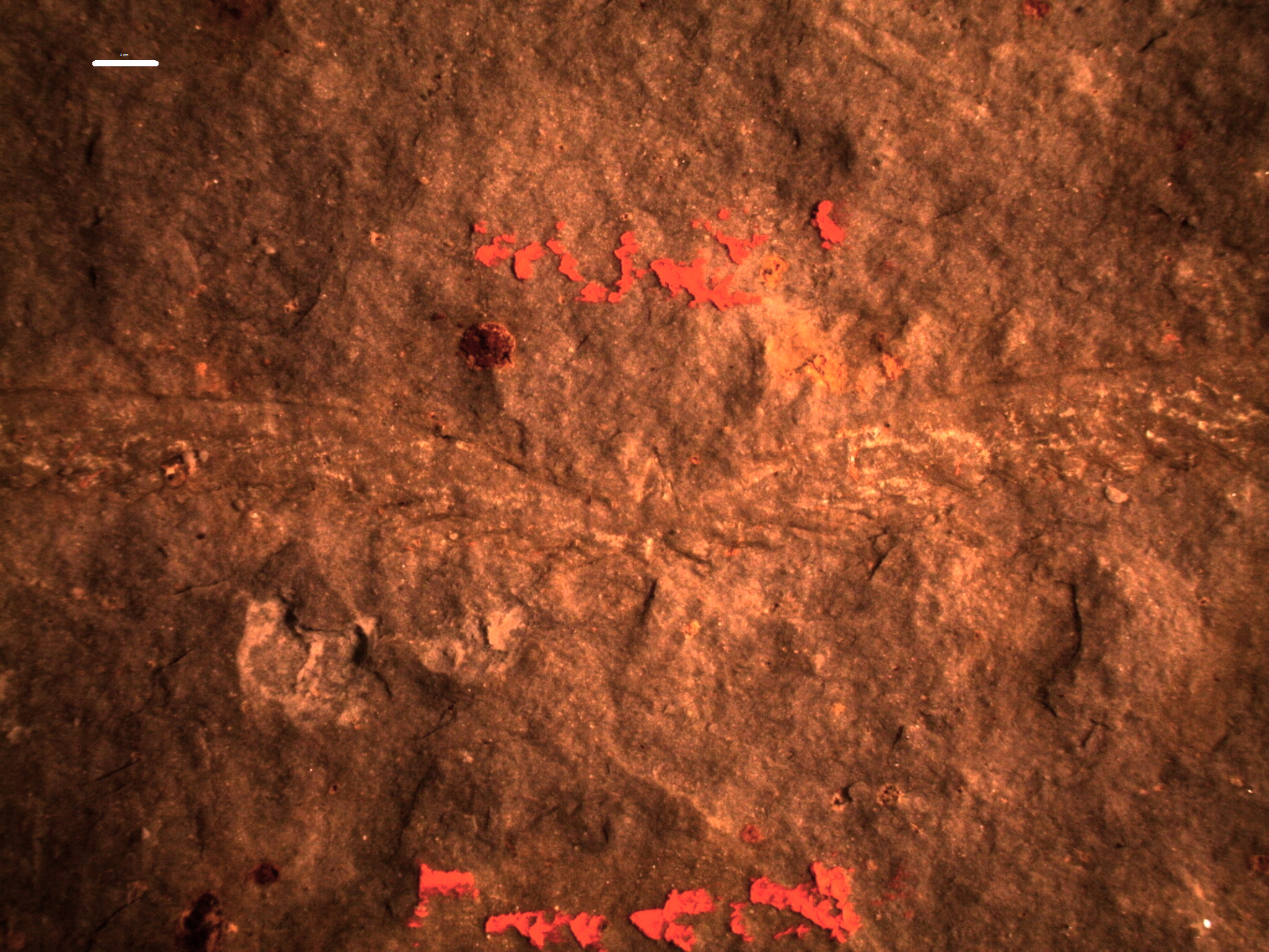 Expansograptus latus (Hall, 1907)
