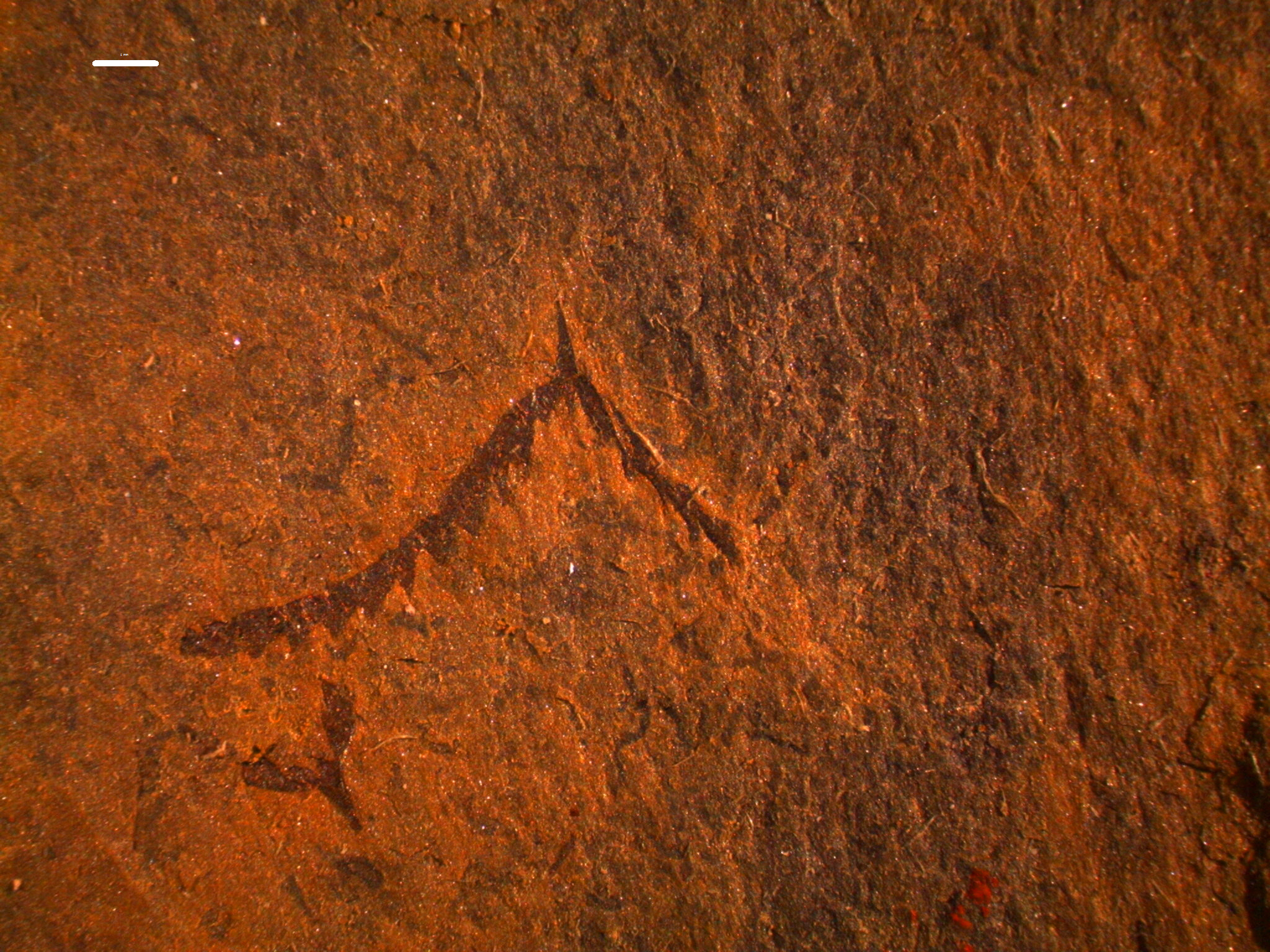 Baltograptus vacillans (Tullberg, 1880)
