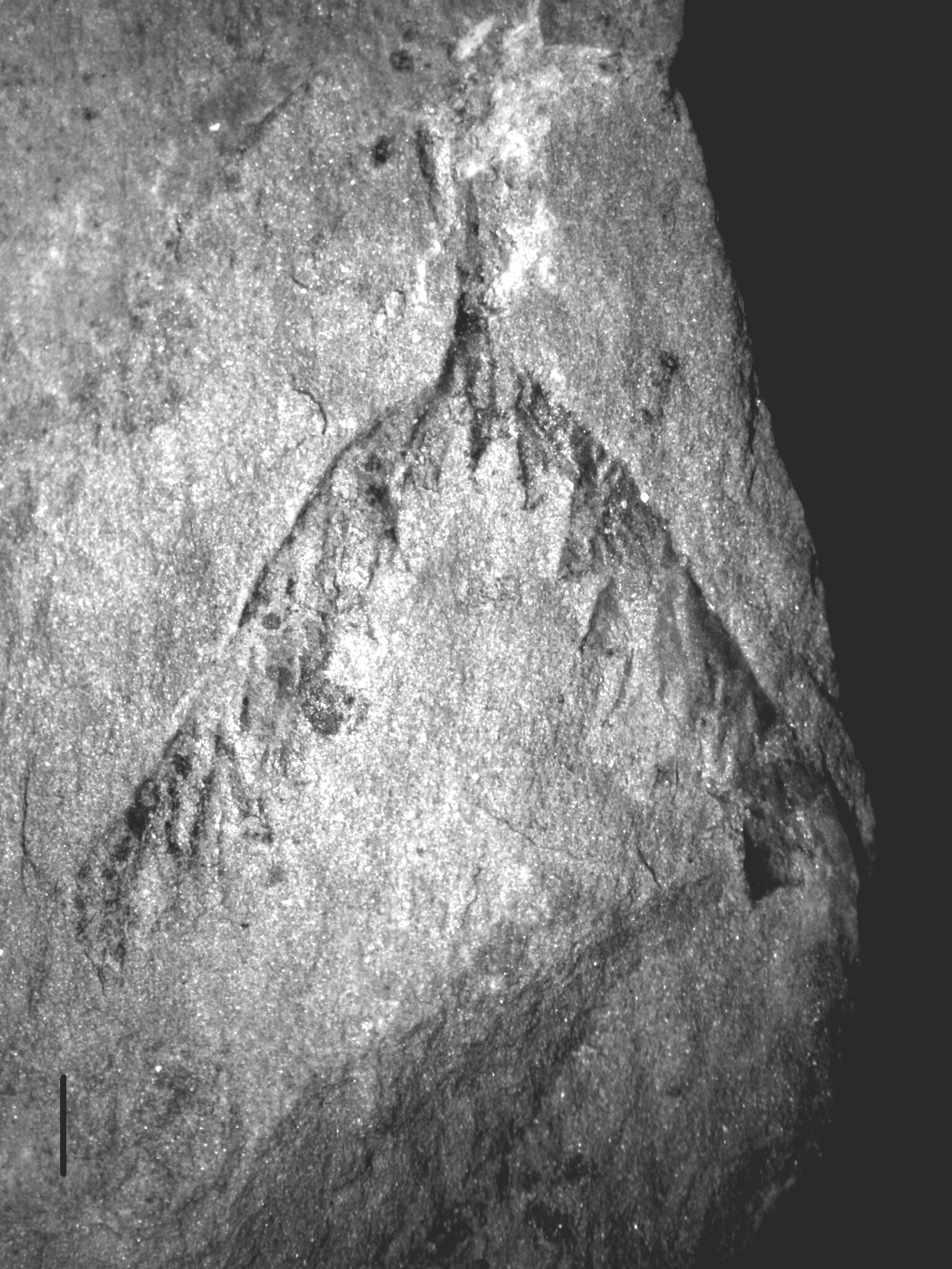 Corymbograptus v-fractus tullbergi (Monsen, 1937)