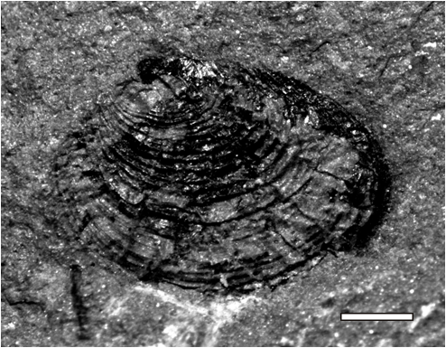 Challaolimnadiopsis mendozaensis Shen & Gallego (in Shen et al., 2001) emend.