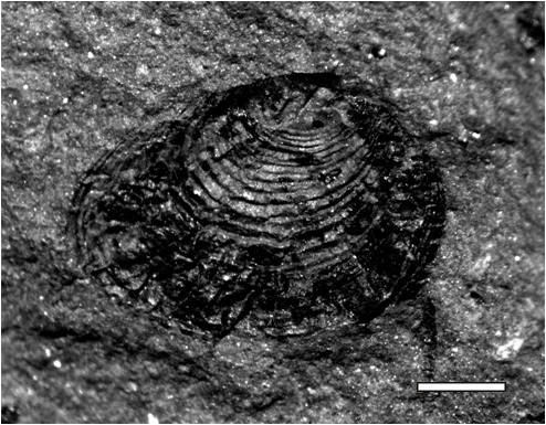 Challaolimnadiopsis mendozaensis Shen & Gallego (in Shen et al., 2001) emend.