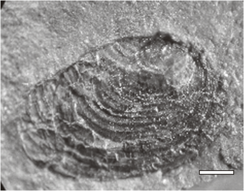 Challaolimnadiopsis mendozaensis Shen & Gallego (in Shen et al., 2001) emend.
