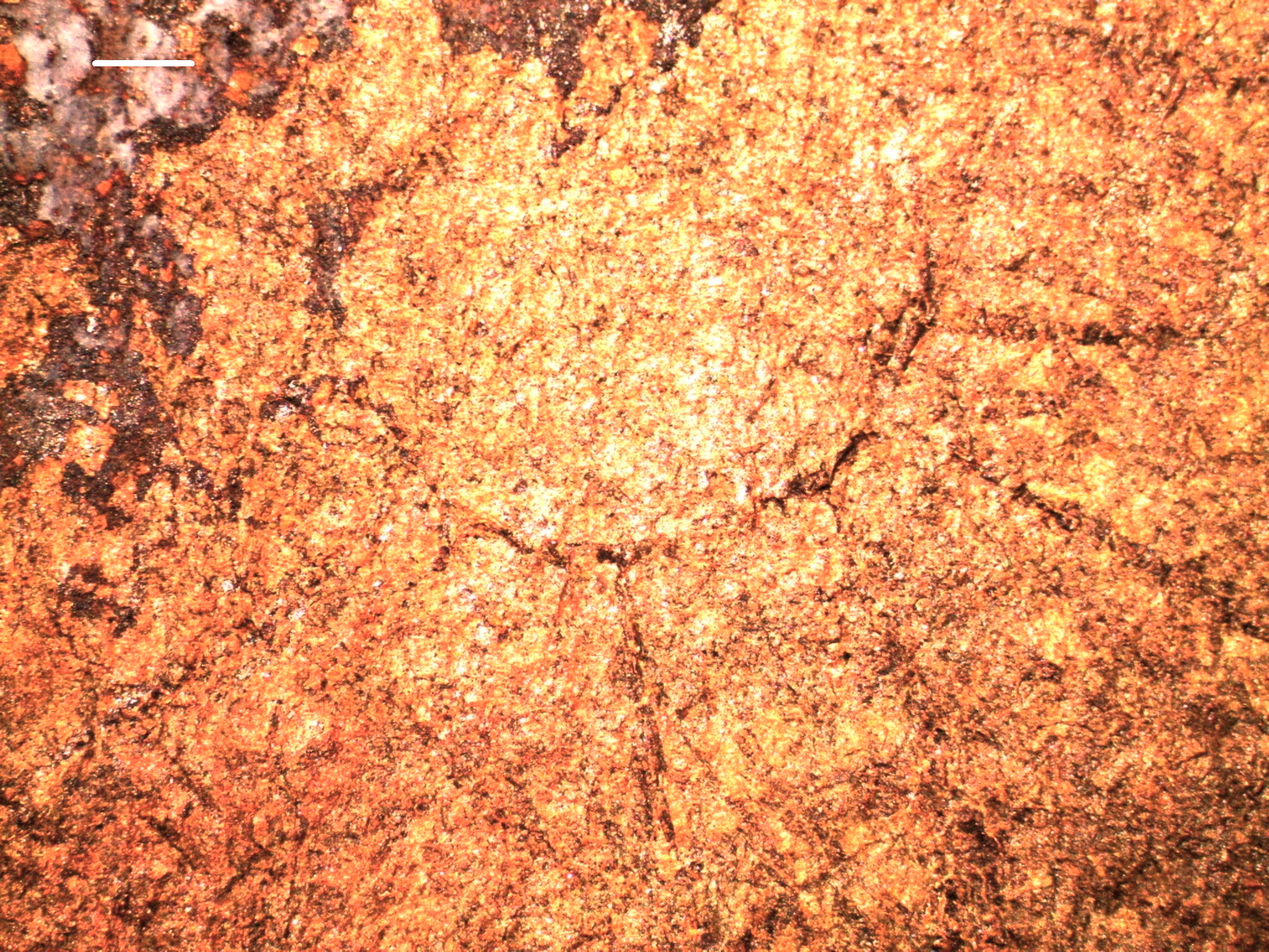 Trichograptus dilaceratus (Herrmann, 1885)
