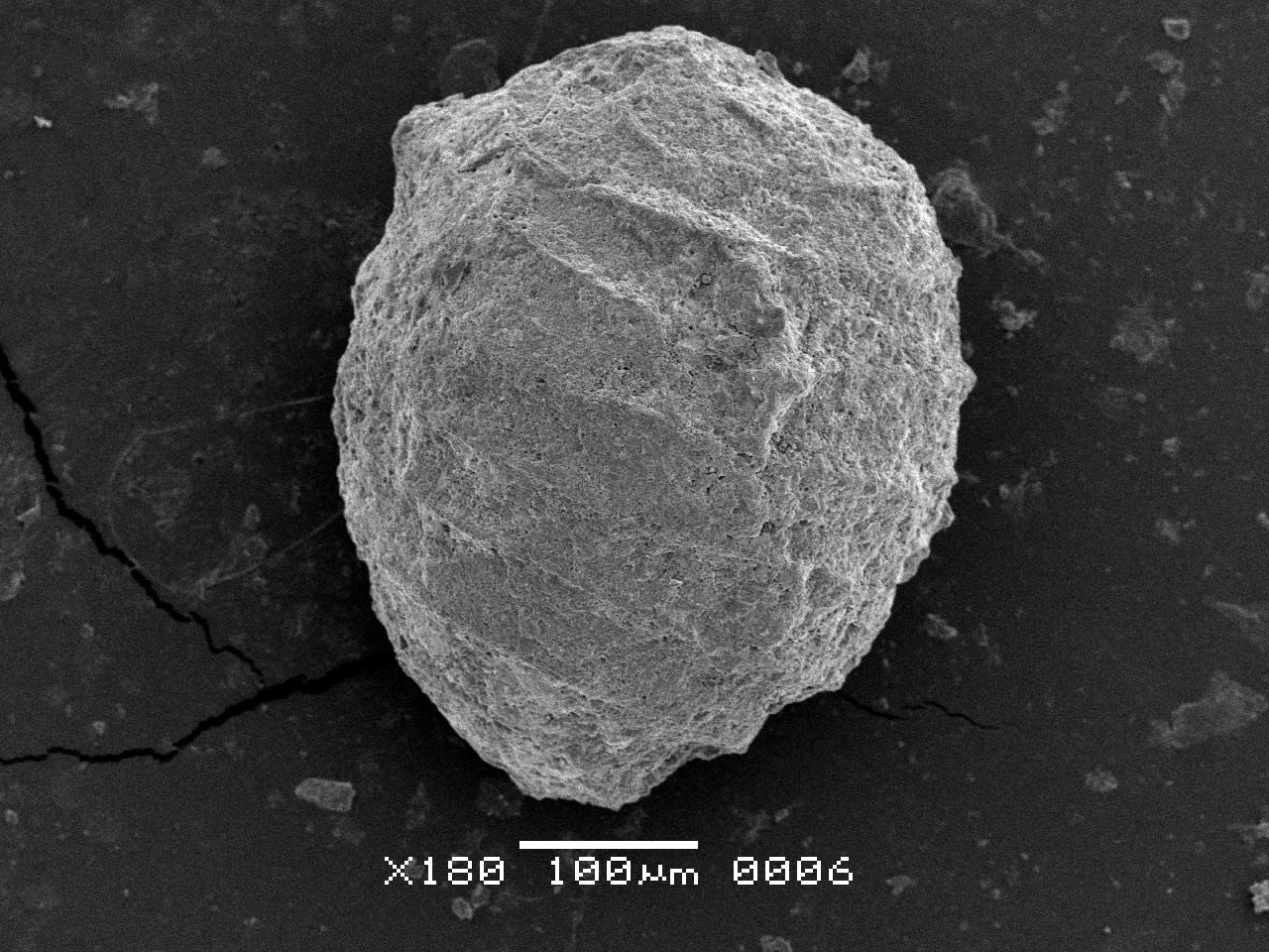 Mesochara Grambast, 1962
