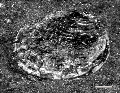 Estheriellites zavattieriae Gallego & Tassi, 2015
