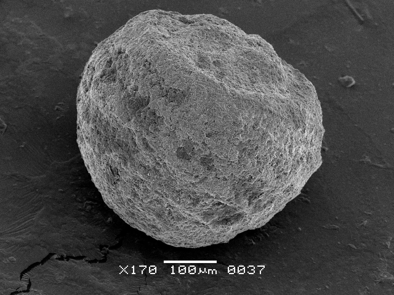 Platychara perlata (Peckl & Recker, 1947) Grambast, 1967