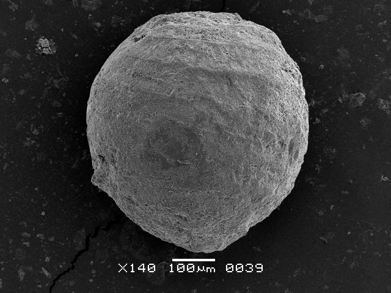 Amblyochara Grambast, 1962