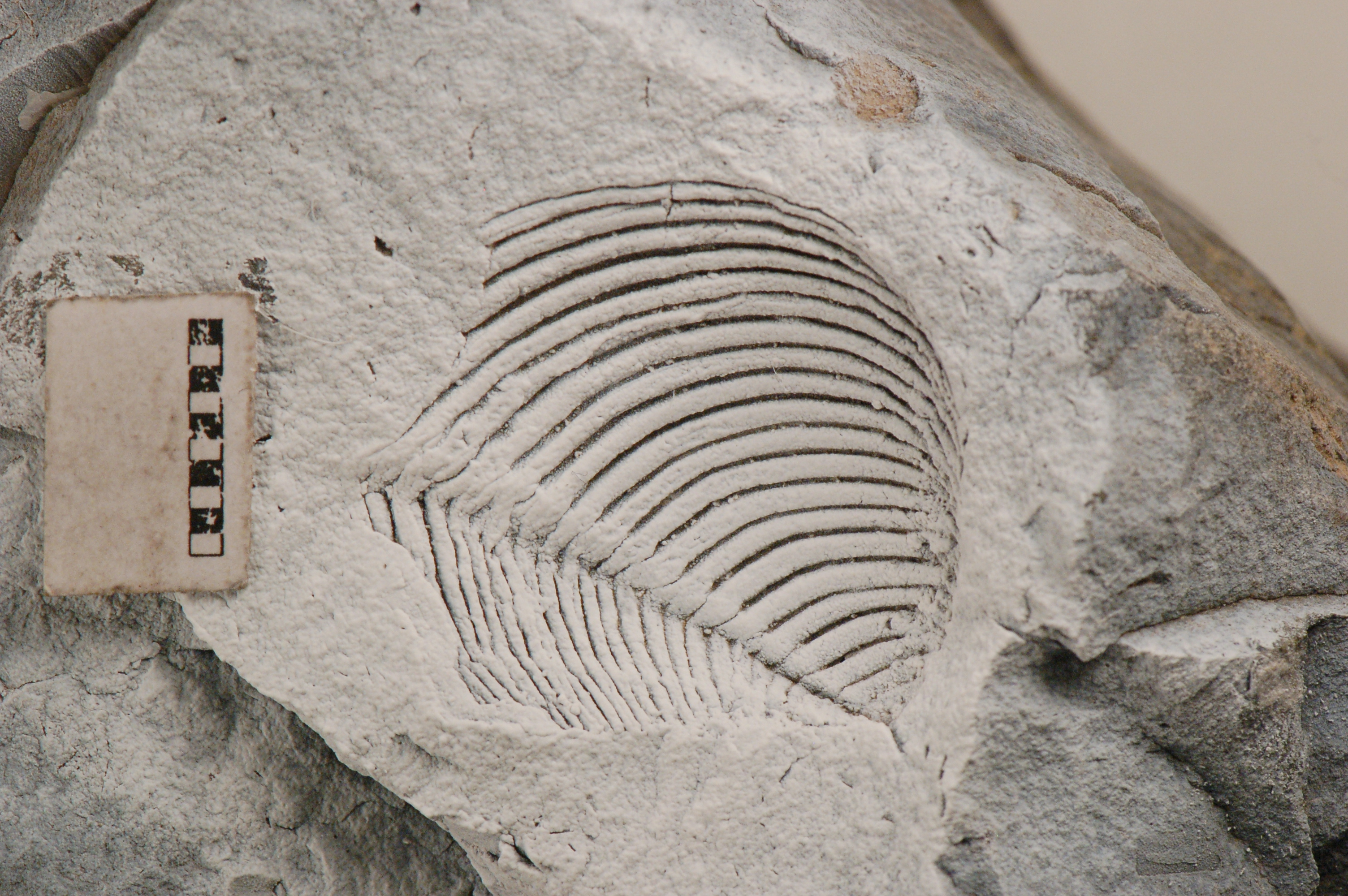 Frenguelliella chubutensis (Feruglio, 1934)