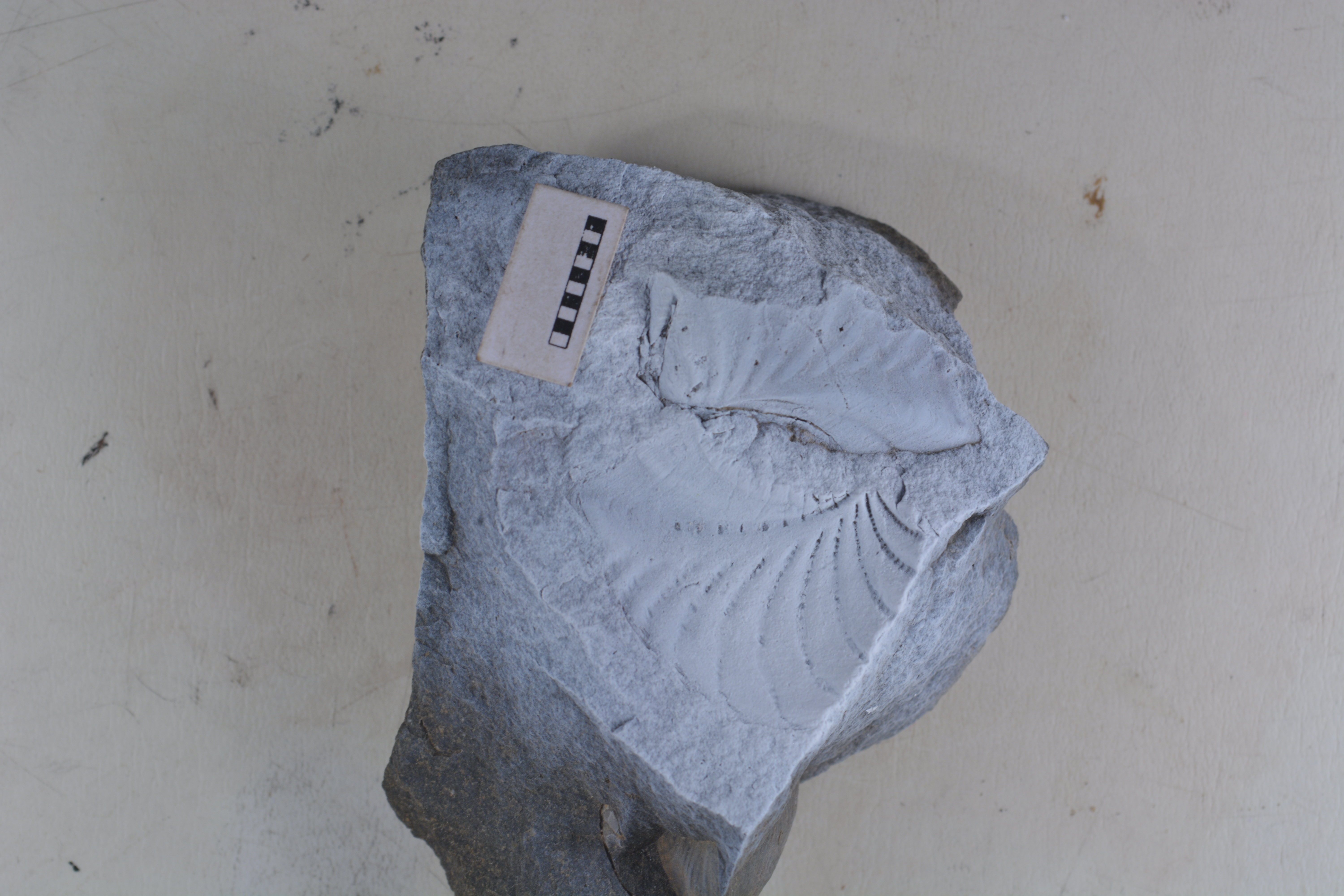 Promyophorella basoaltorum Echevarría, Damborenea & Manceñido 2021