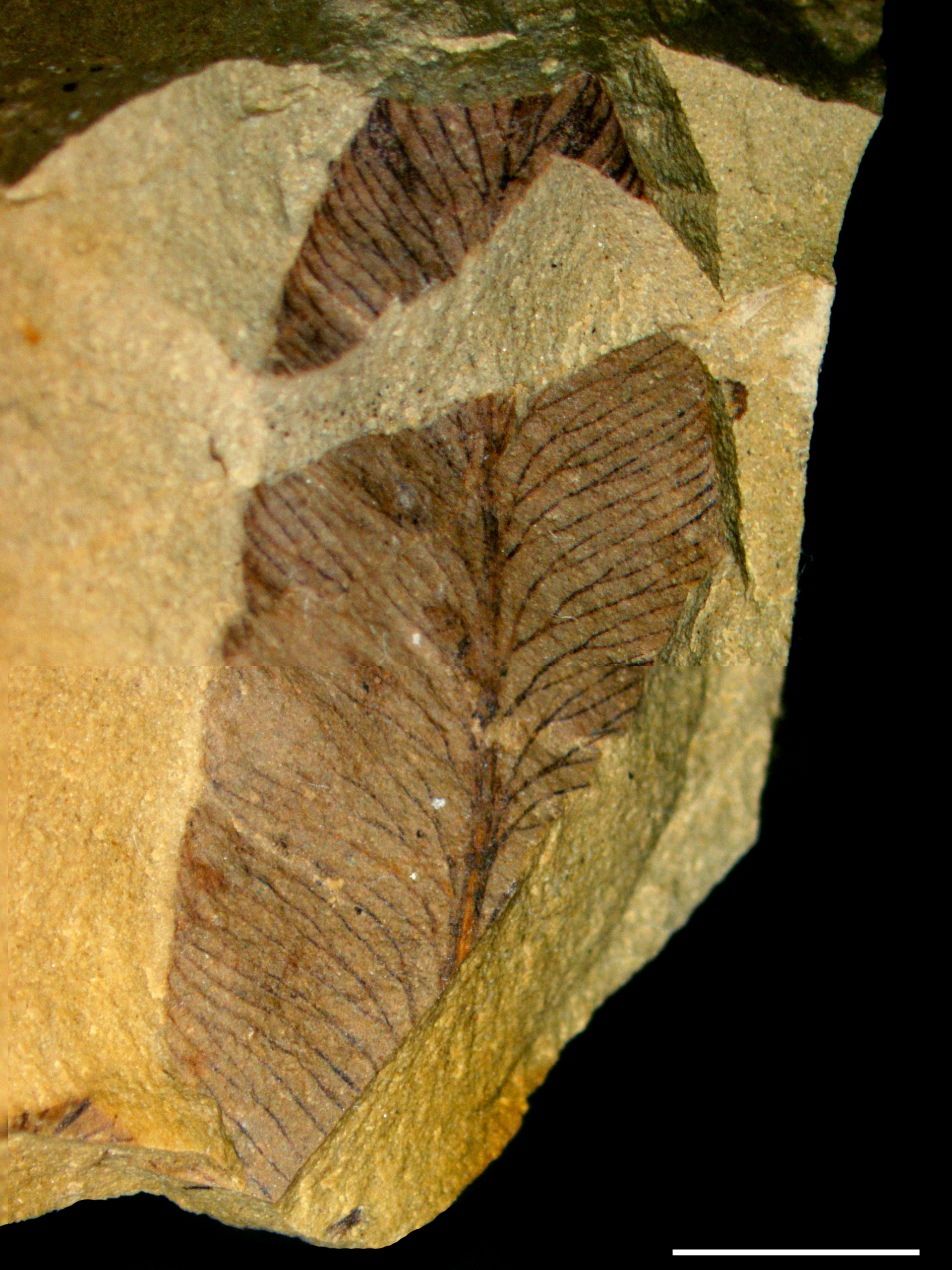 Gontriglossa
