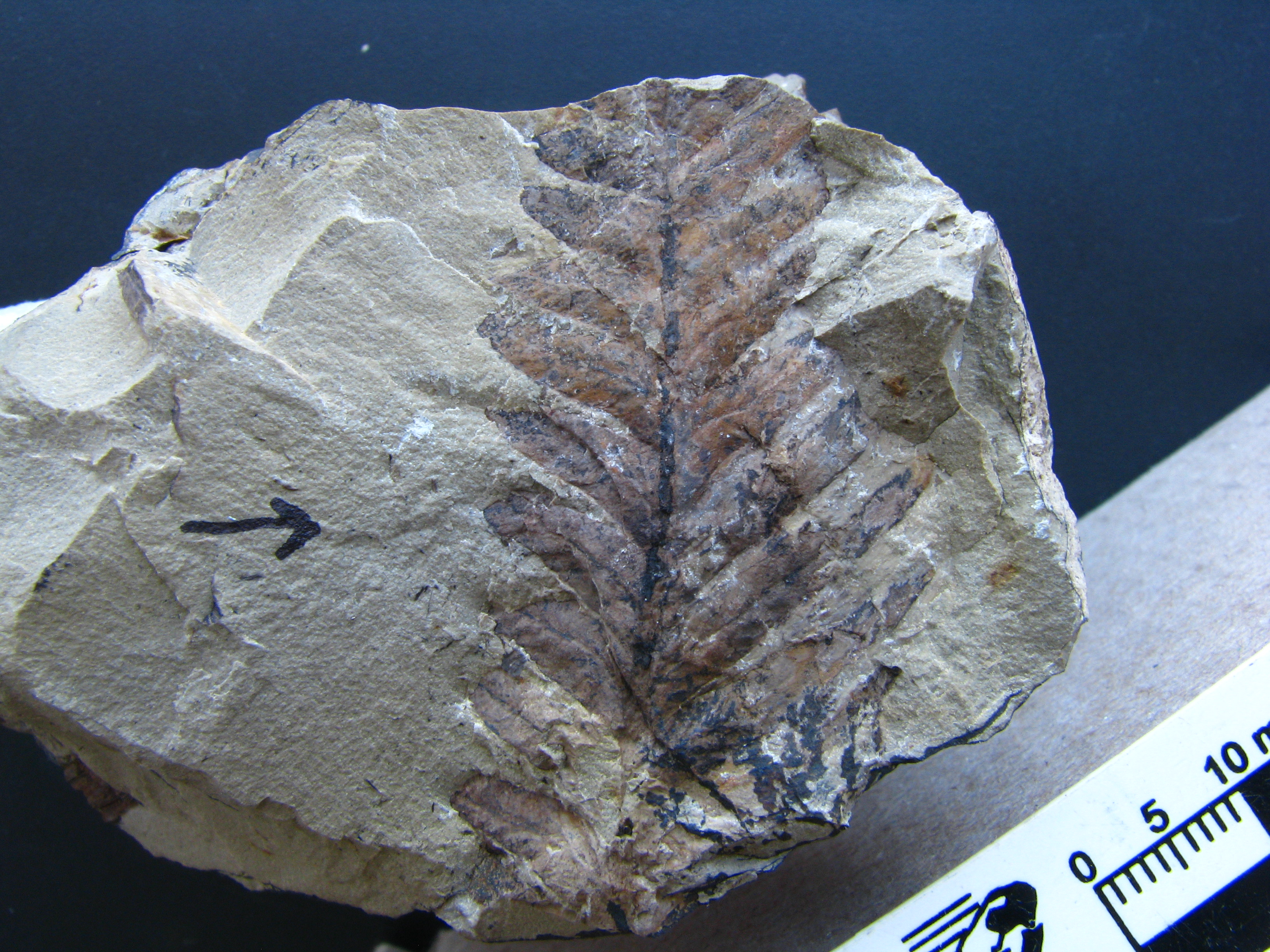 Cladophlebis mendozaensis