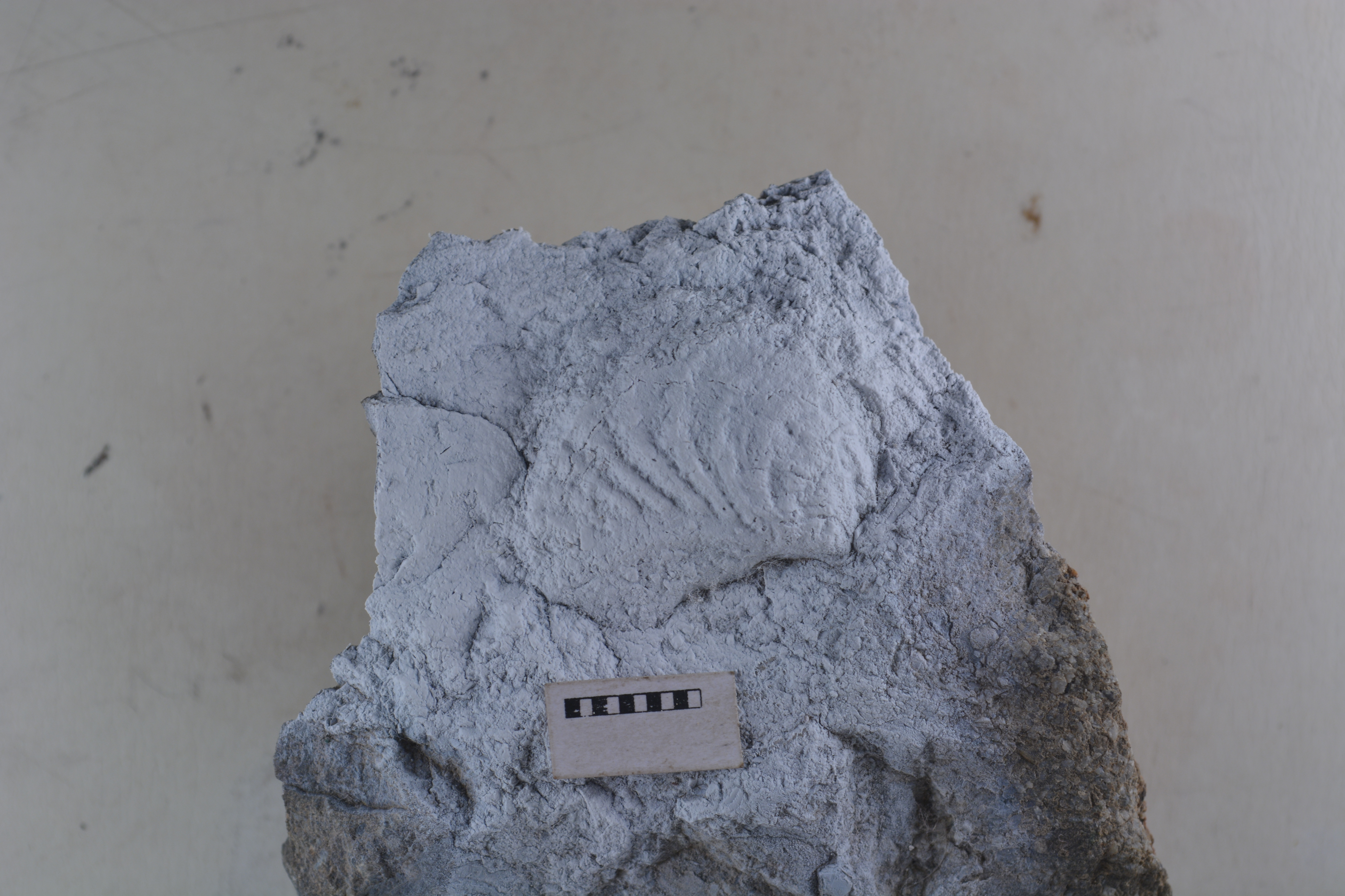 Promyophorella basoaltorum Echevarría, Damborenea & Manceñido 2021