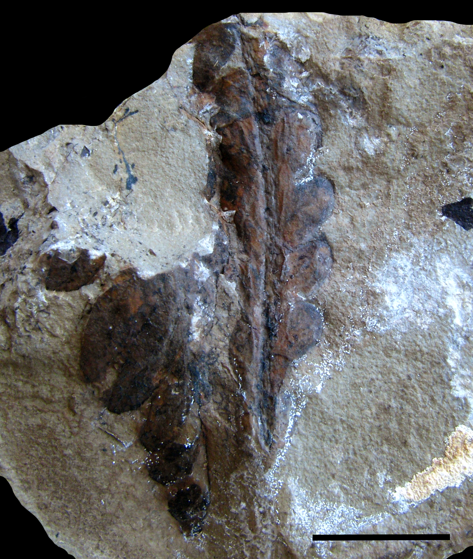 Dicroidium odontopteroides