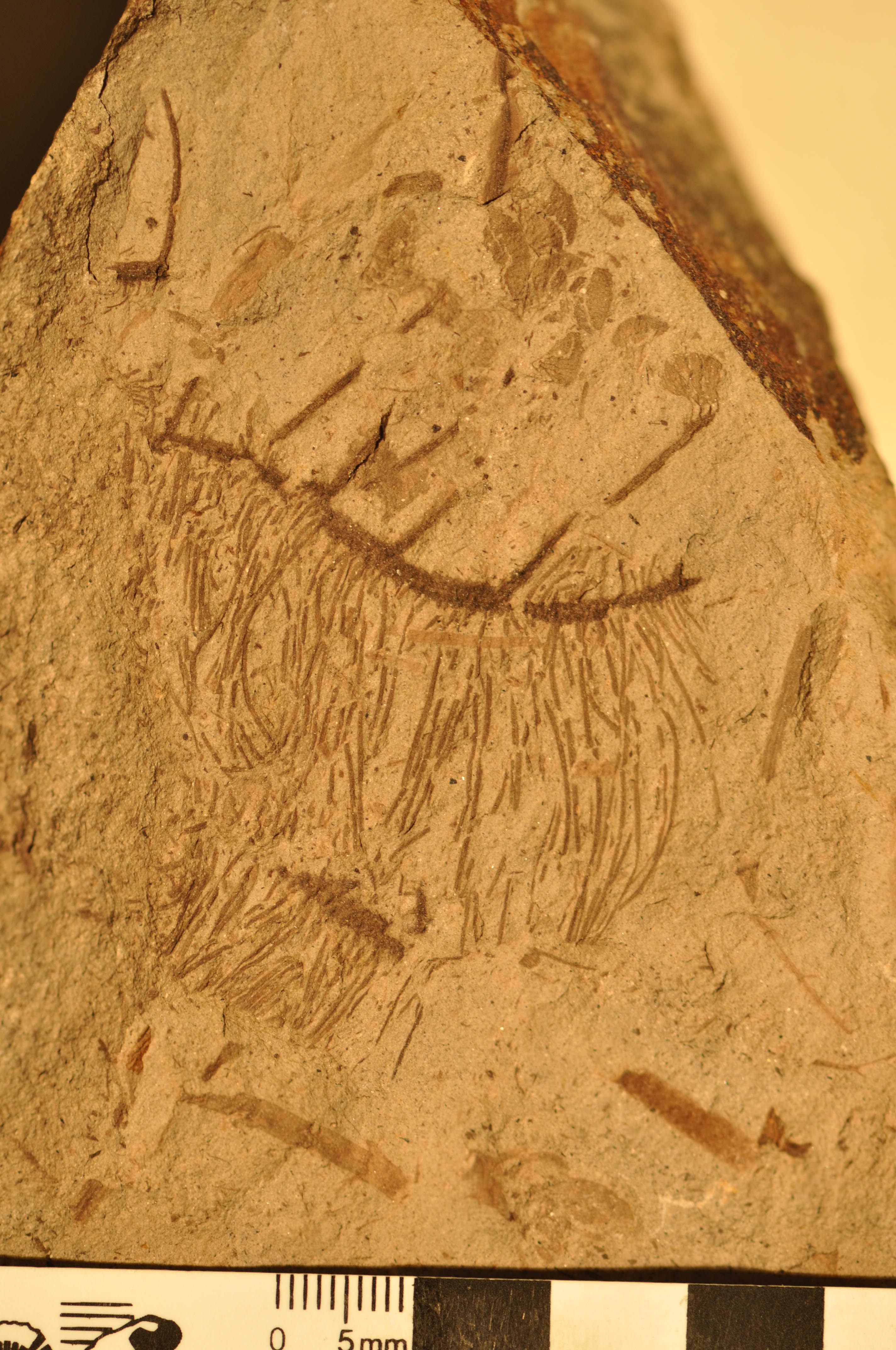 Mendozaphyllum loncochense
