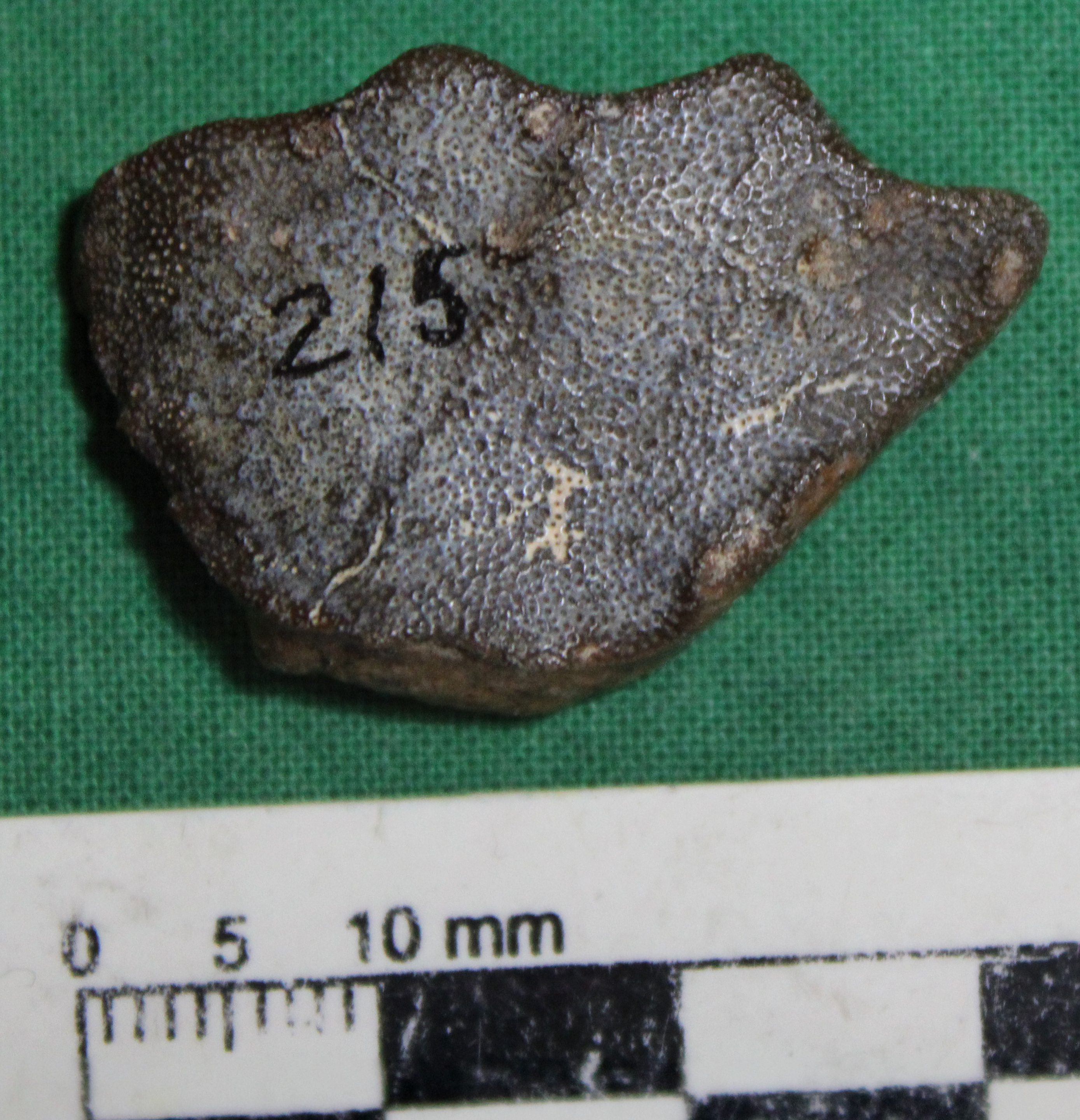 Metaceratodus