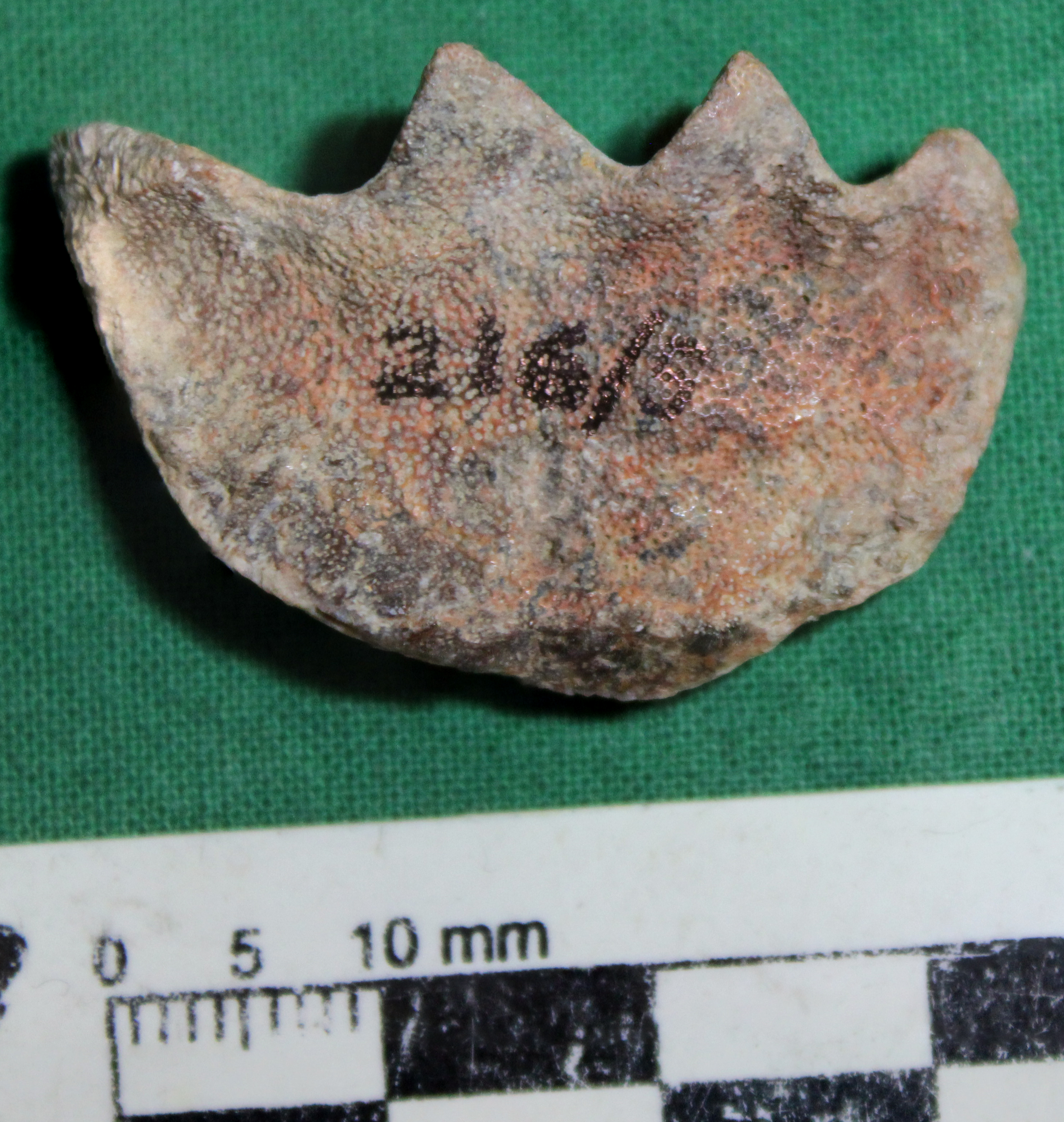 Metaceratodus