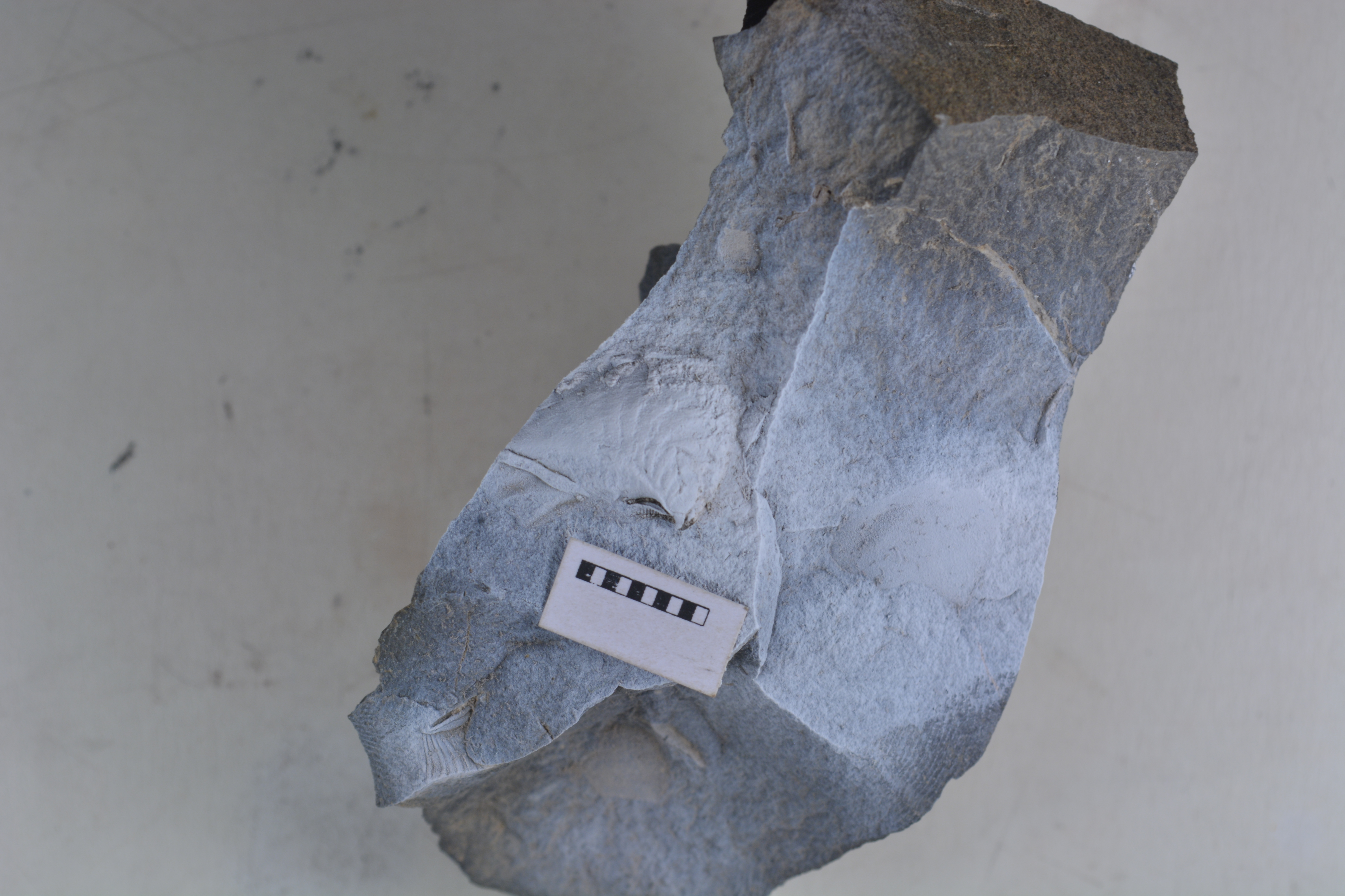 Promyophorella basoaltorum Echevarría, Damborenea & Manceñido 2021