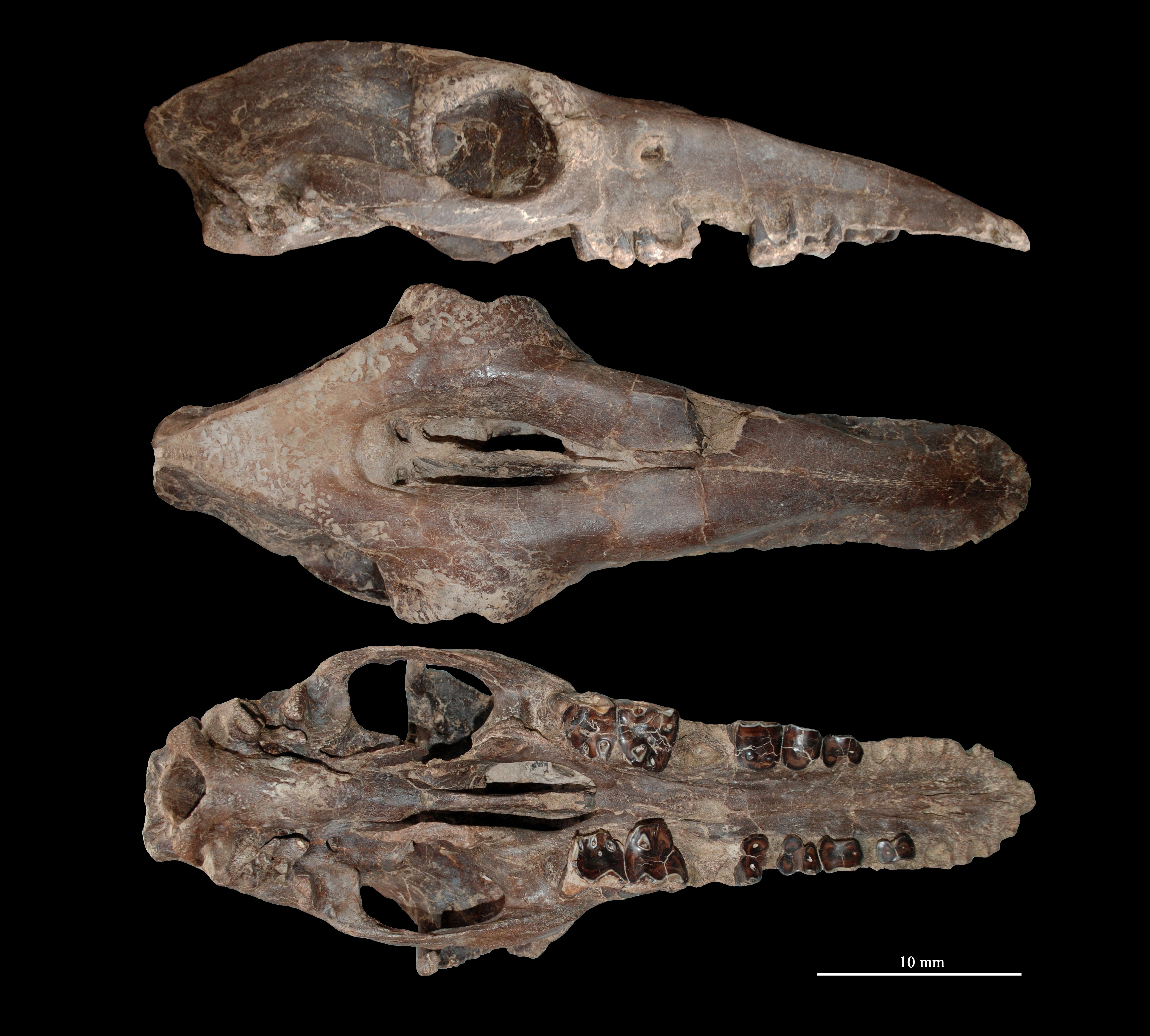 Huayqueriana cristata