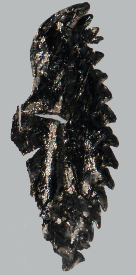 Andiprion paxtonae Hints & Tonarová, 2017