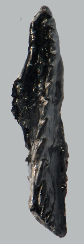 Andiprion paxtonae Hints & Tonarová, 2017
