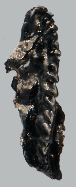 Andiprion paxtonae Hints & Tonarová, 2017