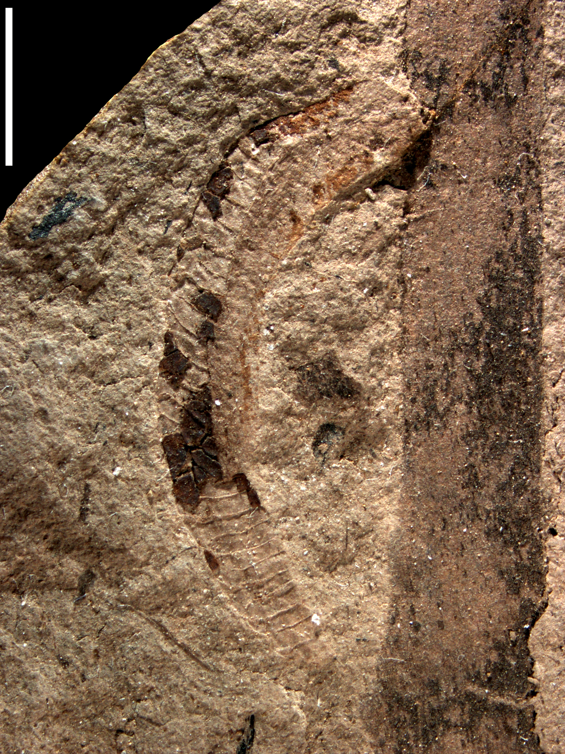 Oothecichnus pensilis Cariglino, Lara & Zavattieri, 2020
