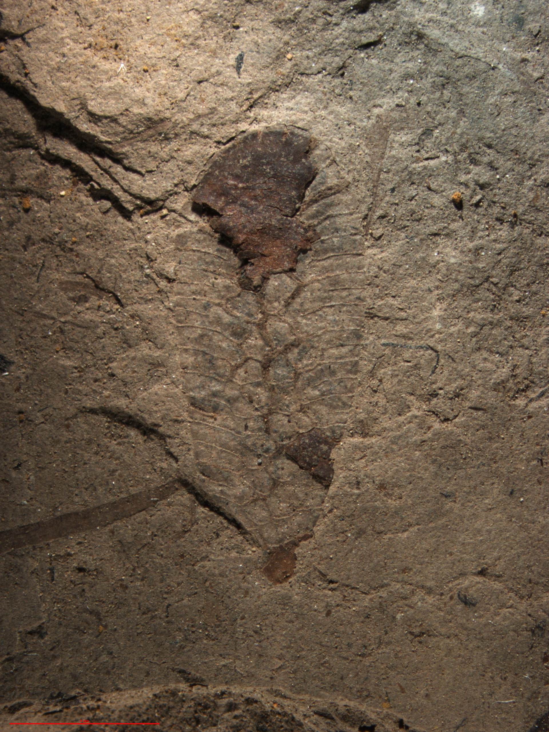 Oothecichnus duraznensis Cariglino, Lara & Zavattieri, 2020