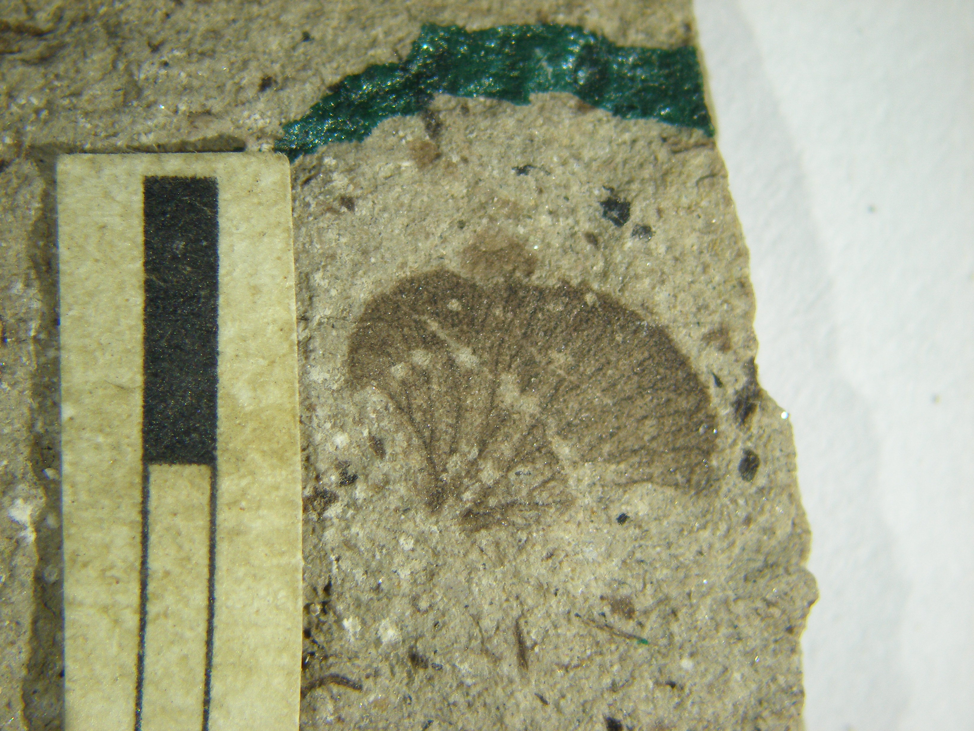 Mendozaphyllum loncochense