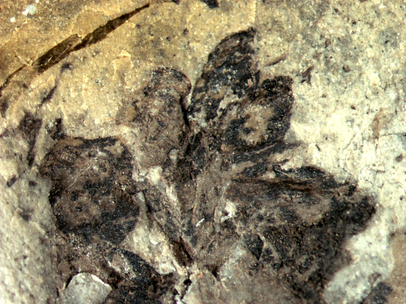 Peltaspermum