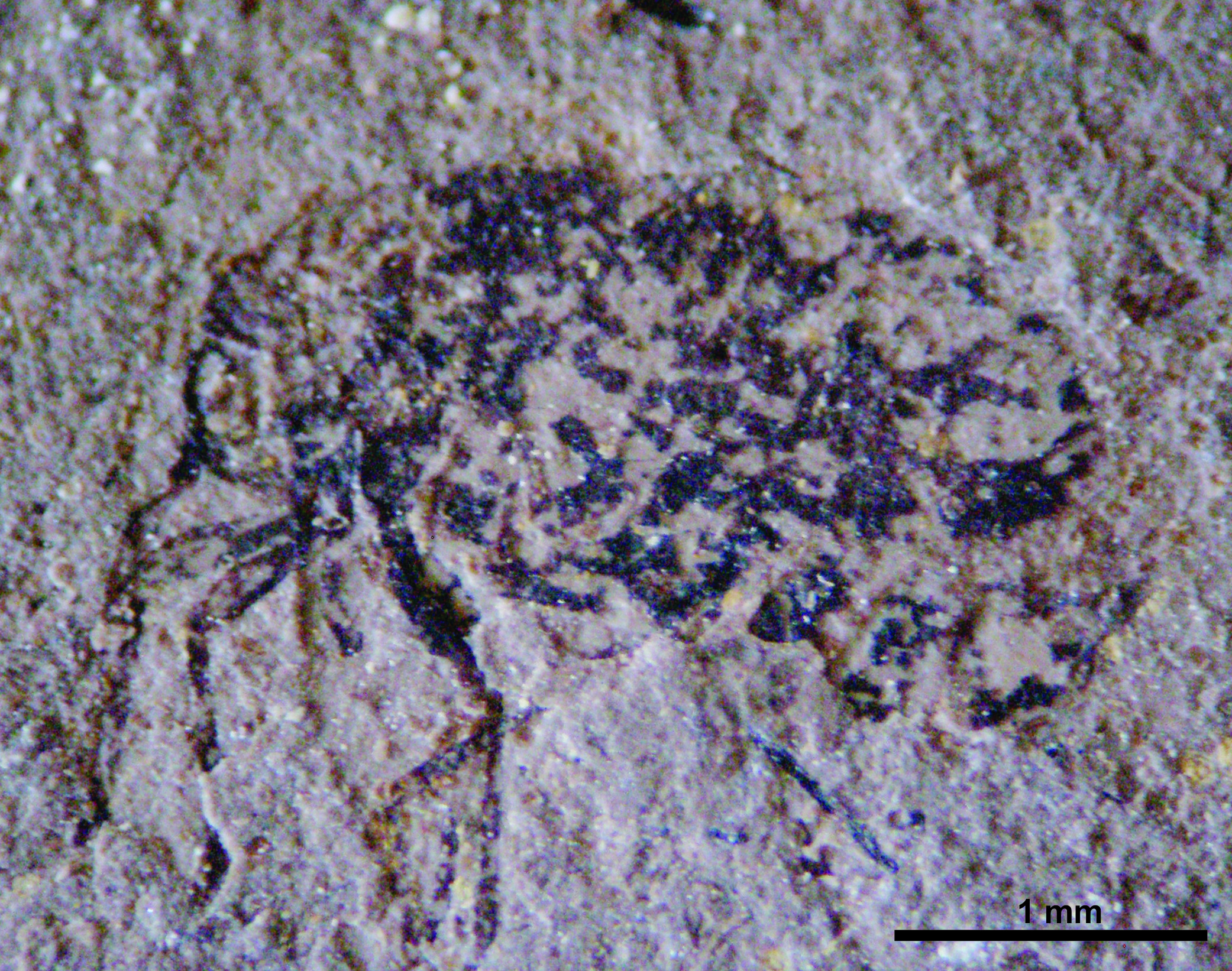 Protopsyllidiidae Carpenter, 1931