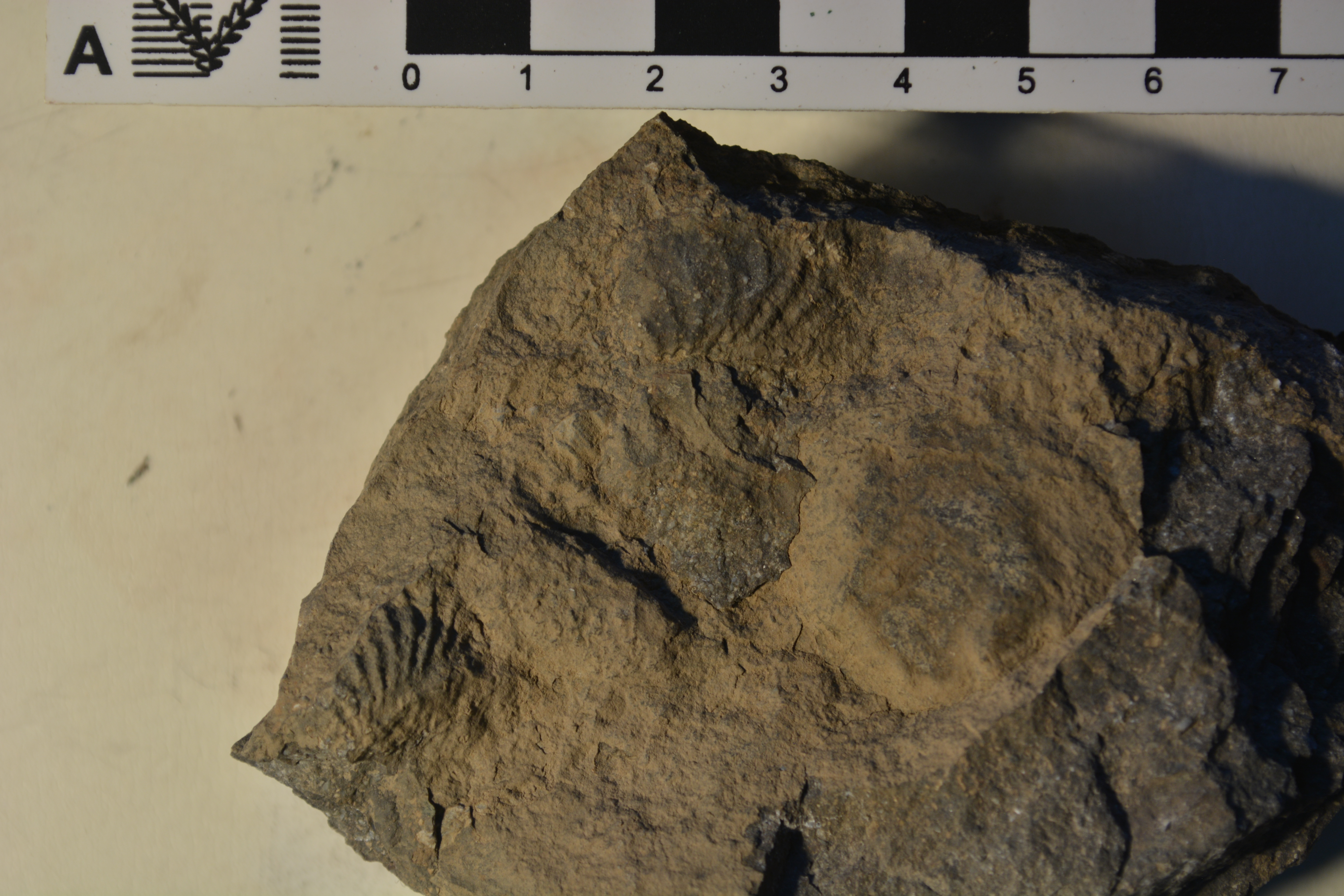 Promyophorella basoaltorum Echevarría, Damborenea & Manceñido 2021